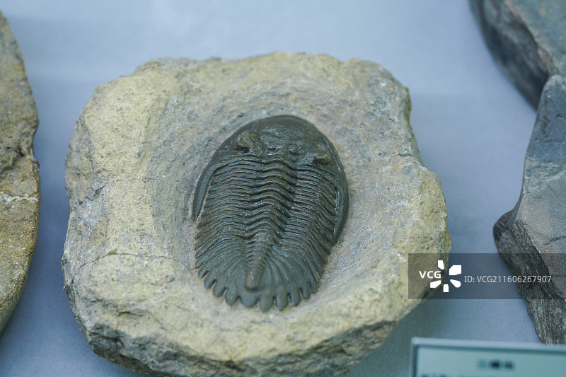 三叶虫化石图片素材