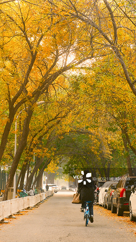 北京秋季三里屯黄叶街景图片素材