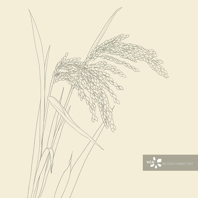 手绘水稻插画线稿图片素材