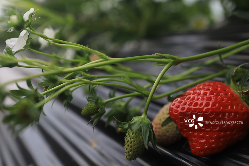 大棚草莓图片素材