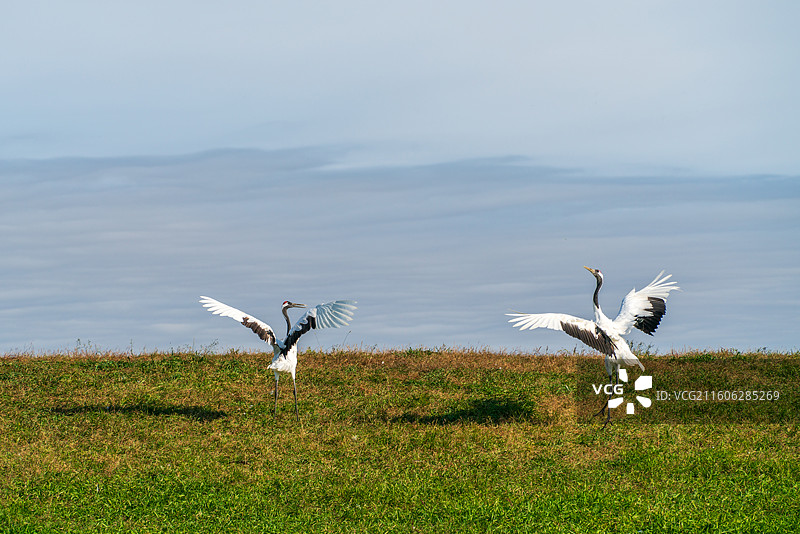 扎龙湿地的丹顶鹤图片素材