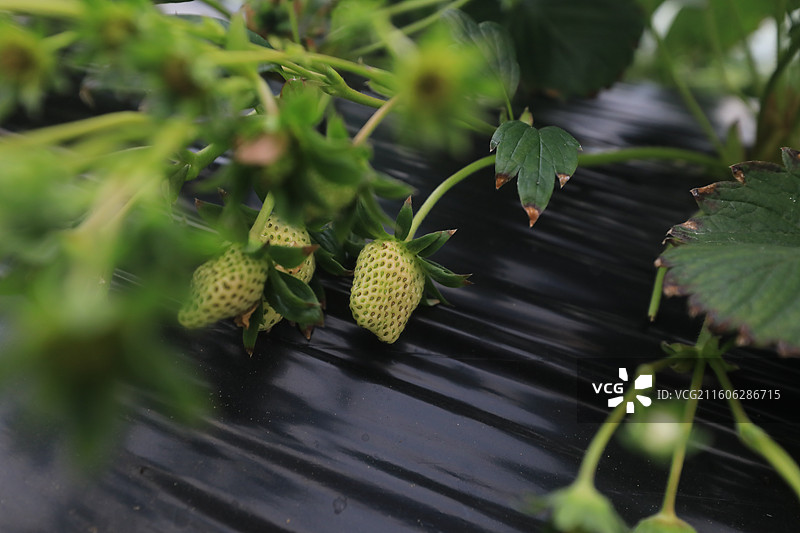 大棚草莓图片素材