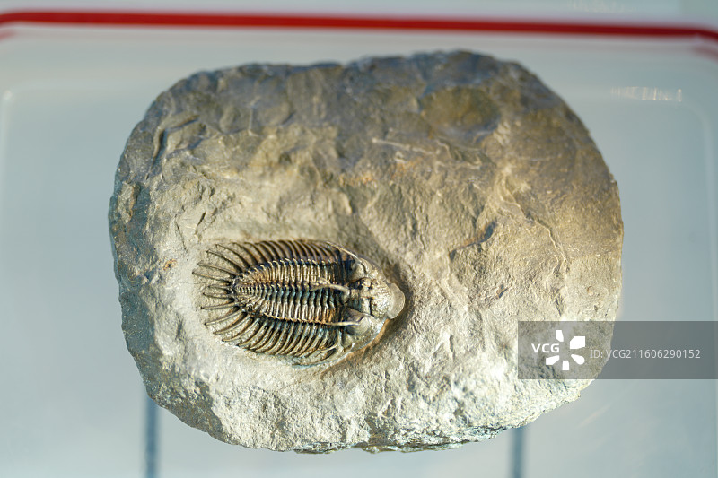 三叶虫化石图片素材