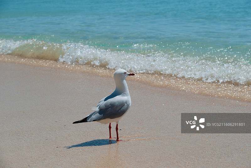 澳大利亚绿岛大堡礁海鸥与海图片素材