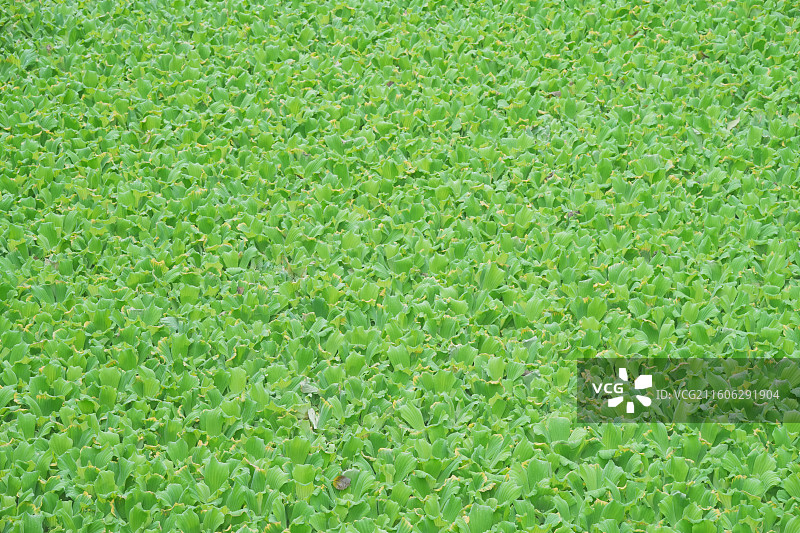 水面上密密麻麻的水葫芦图片素材