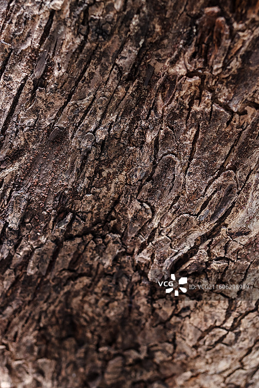 路边羊蹄甲的树干……图片素材