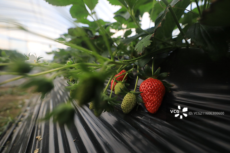 大棚草莓图片素材