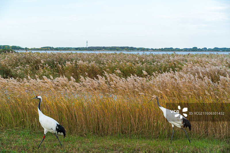 扎龙湿地的丹顶鹤图片素材