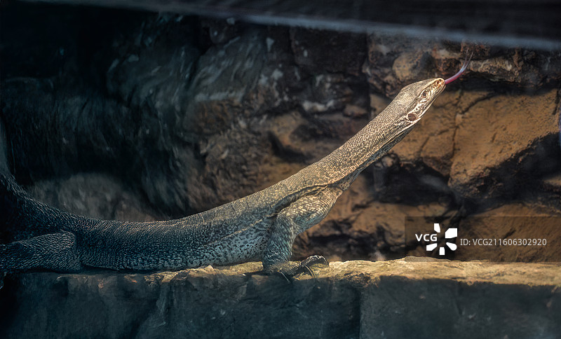 柳州的动物园岩石上水蜥蜴的特写镜头图片素材