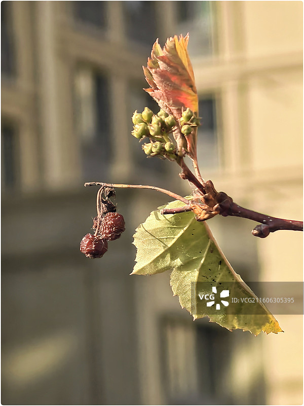 山楂花6图片素材