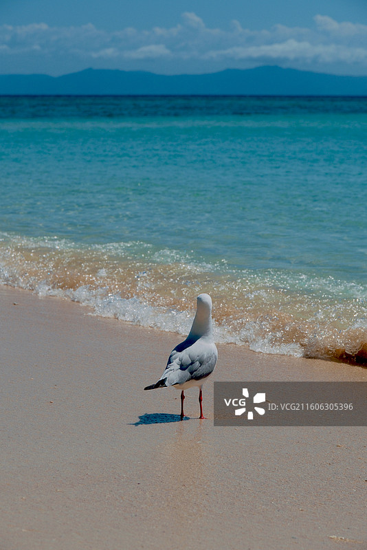澳大利亚绿岛大堡礁海鸥与海图片素材