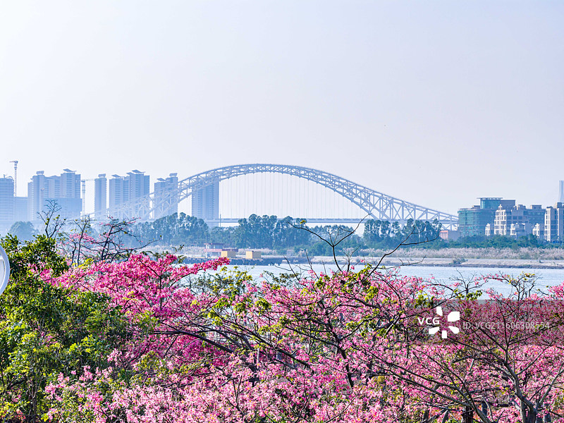 珠海横琴花海长廊图片素材