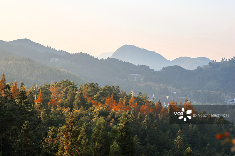 泽雅红杉林图片素材