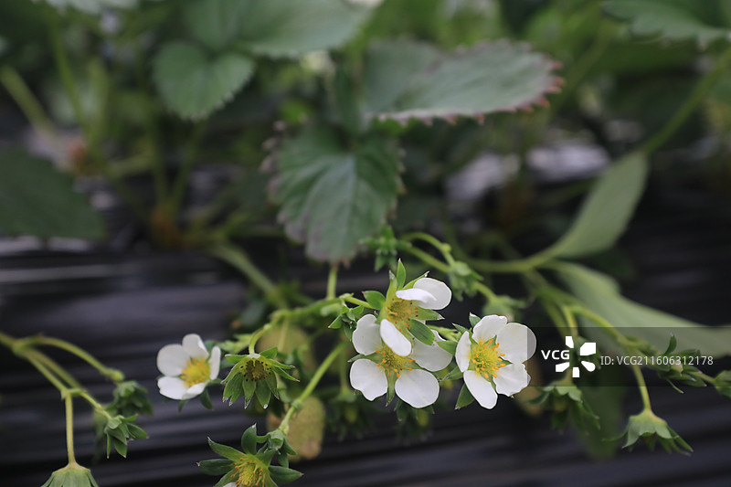 大棚草莓图片素材