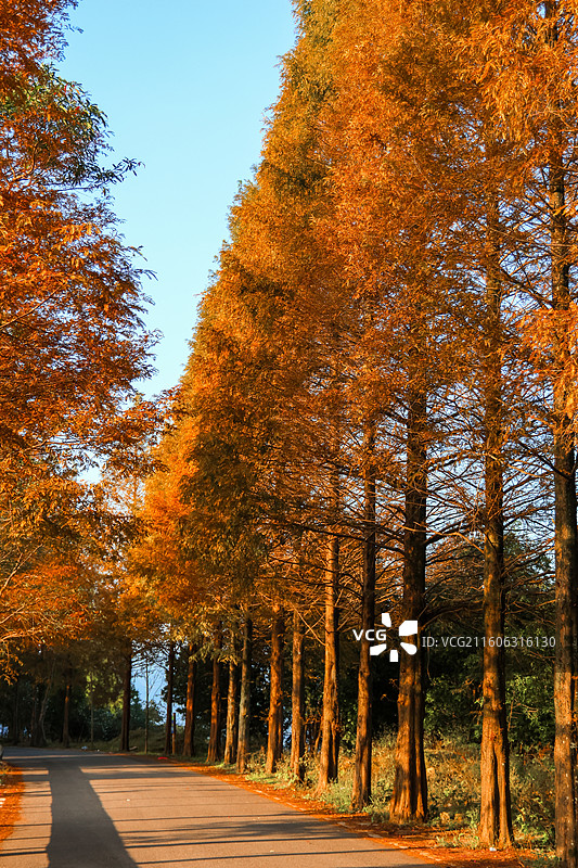 泽雅红杉林图片素材