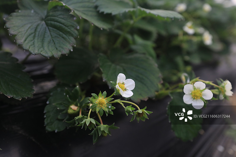 大棚草莓图片素材