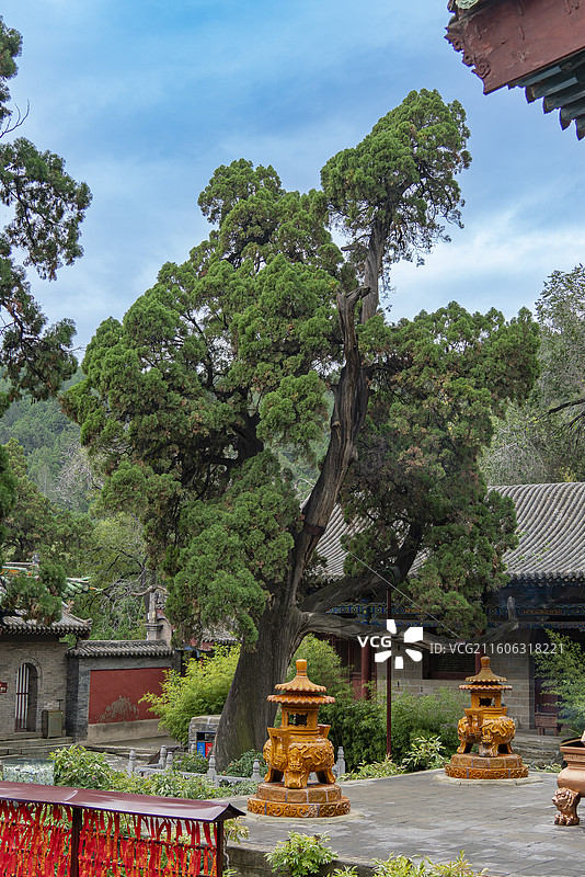 交城卦山天宁寺大雄宝殿前的古柏图片素材