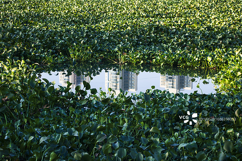 凤眼莲图片素材