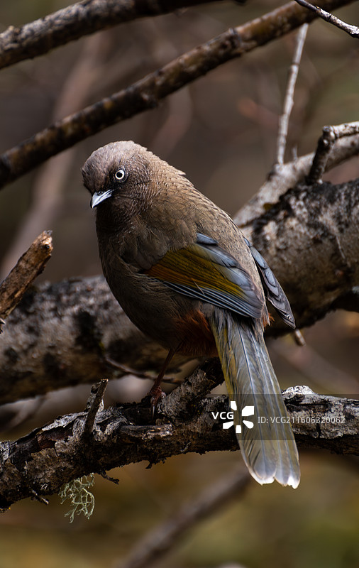 一只橙翅噪鹛息在树枝上的特写镜头图片素材