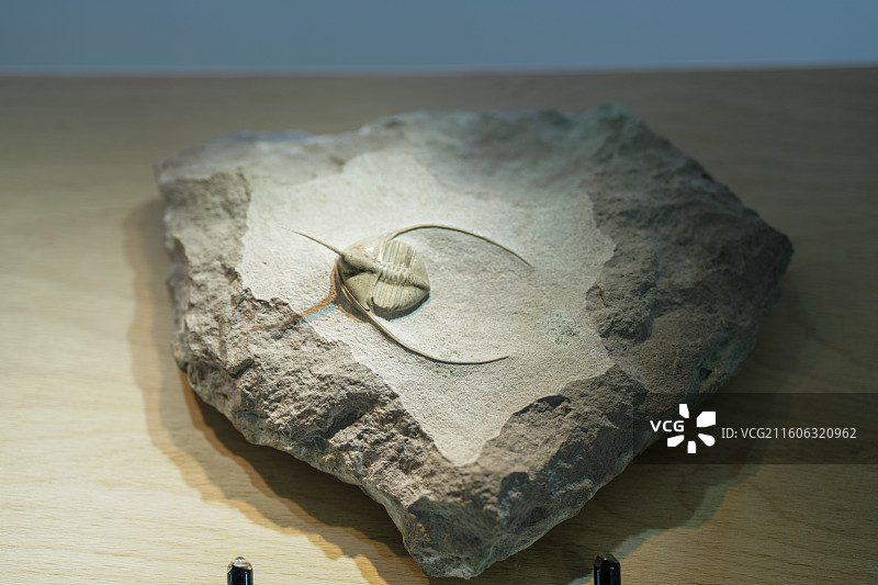 三叶虫化石图片素材