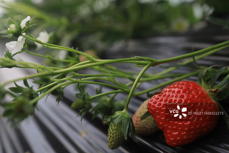 大棚草莓图片素材