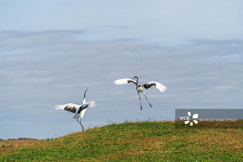 扎龙湿地的丹顶鹤图片素材