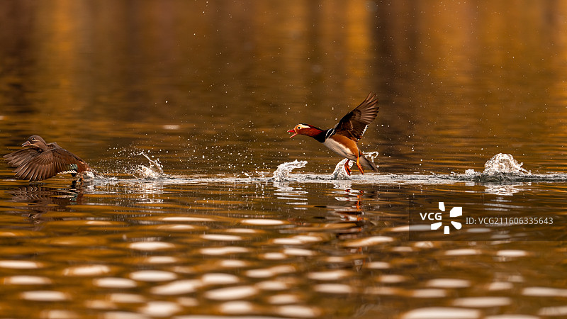 鸳鸯戏水图片素材