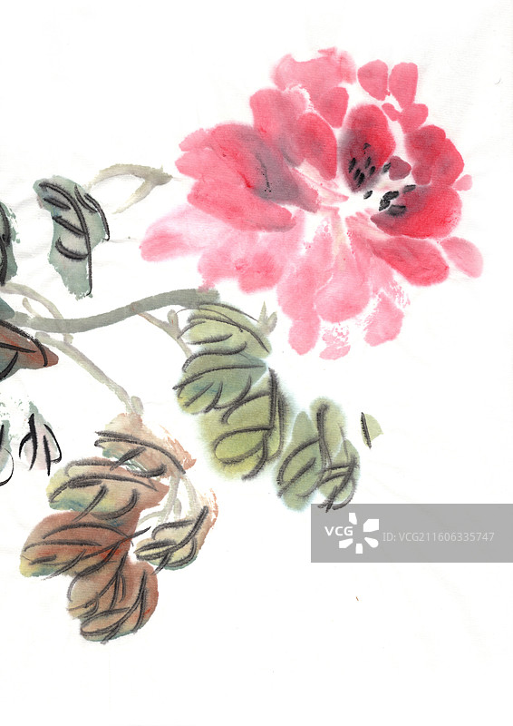 水墨植物 手绘 高雅 中国画 牡丹花 国画 牡丹图片素材