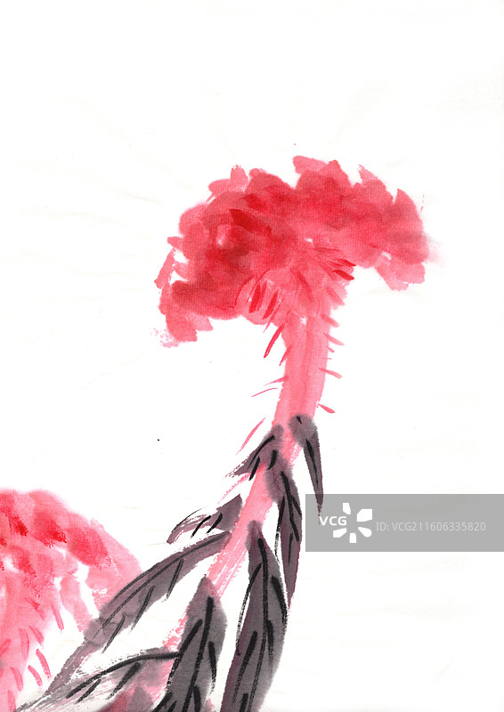 水墨植物 手绘 高雅 中国画 鸡冠花图片素材