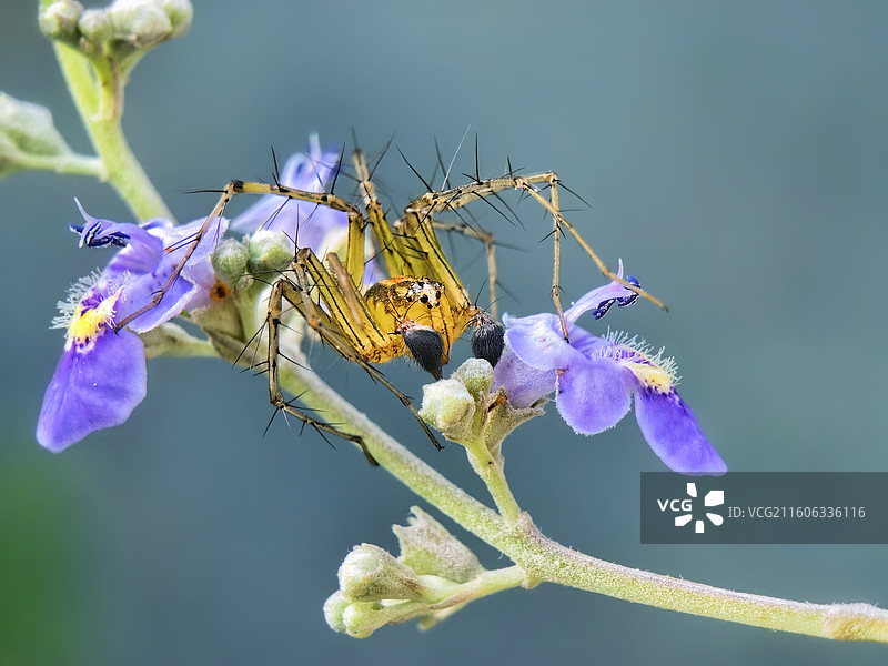 猫蛛～蹲守图片素材