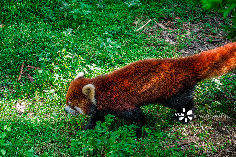 柳州动物园小熊猫在丛林行走的镜头图片素材