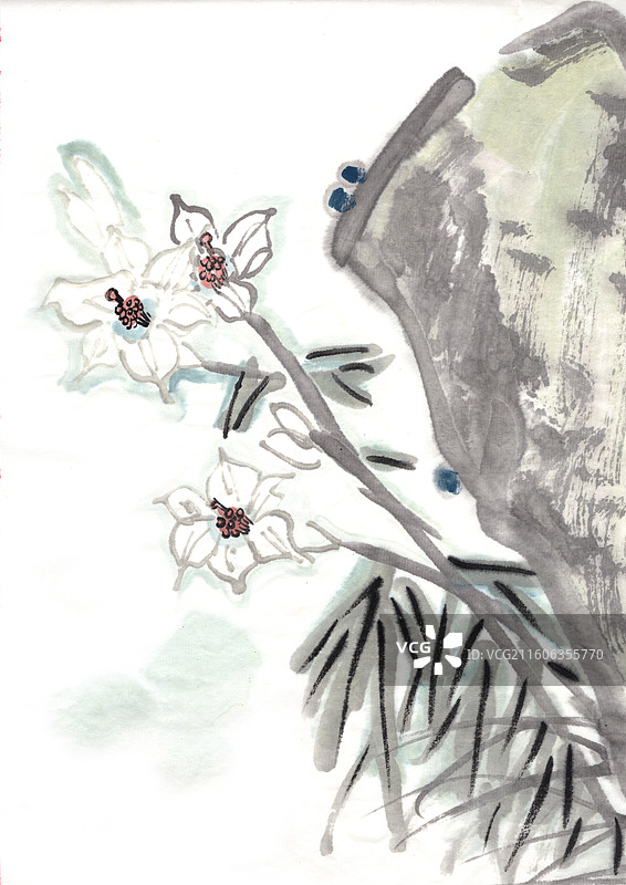 水墨植物 手绘 高雅 中国画 玉簪花图片素材