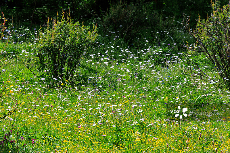 四川川西甘孜州稻城亚丁雪山美景图片素材
