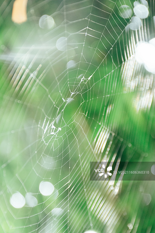 蜘蛛网图片素材