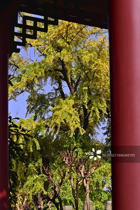 静观秋色：罨画池中的一扇窗图片素材