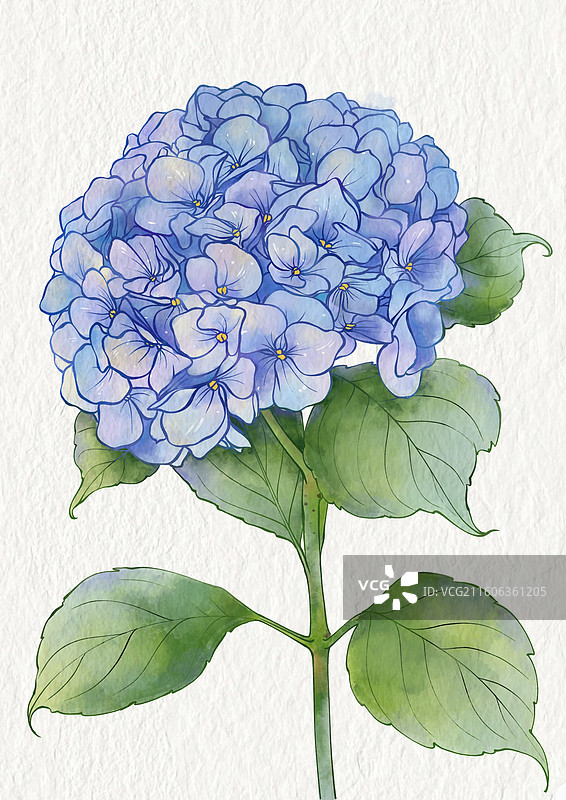 绣球花图片素材