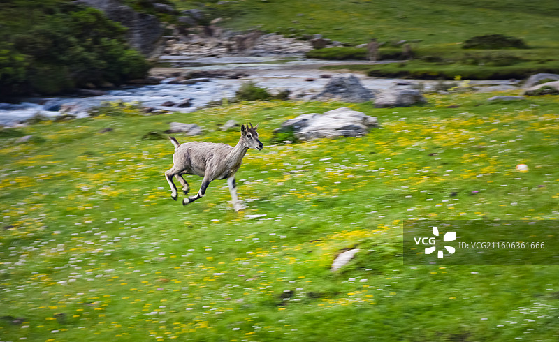 奔跑的野山羊图片素材