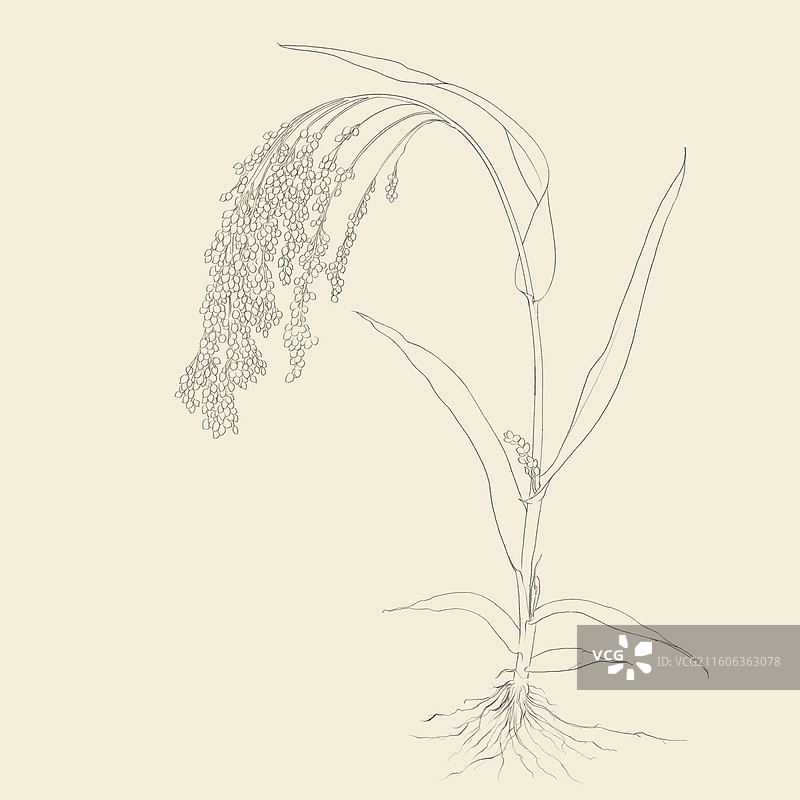 粟米 黄米 粟 插画图片素材