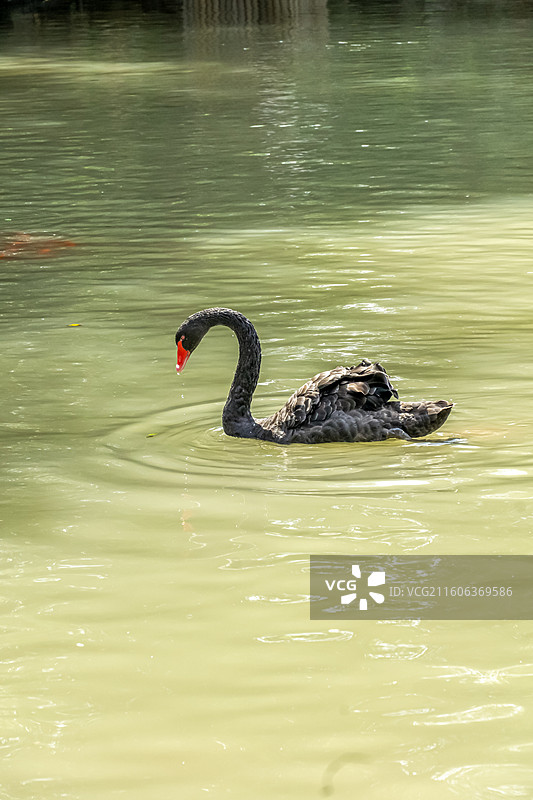 一只在水中游动的黑天鹅，拍摄于南通啬园图片素材