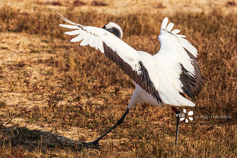 盐城丹顶鹤湿地生态旅游区图片素材
