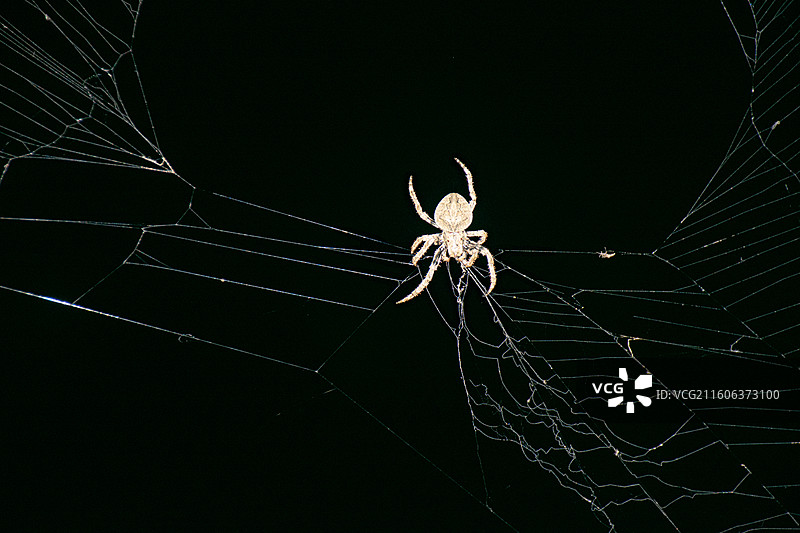 蜘蛛织网图片素材