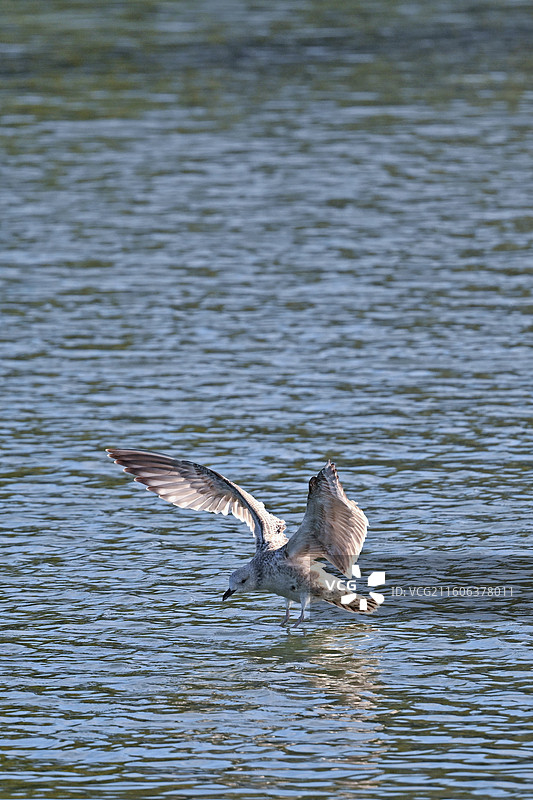 飞翔的海鸥图片素材
