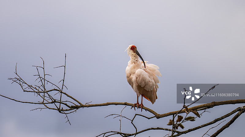 朱鹮 羽翼如云，长喙如剑，自然的杰作令人叹为观止。图片素材