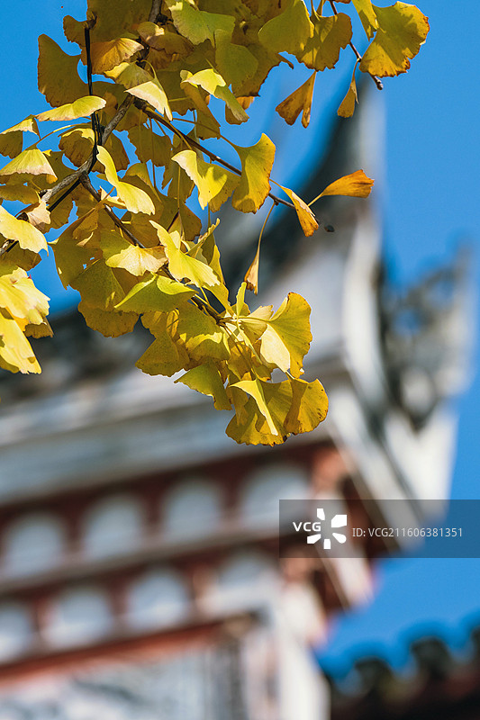 湖北恩施古建筑武圣宫（关庙）银杏秋色图片素材