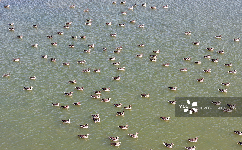 江西九江：大批候鸟飞抵八里湖越冬图片素材