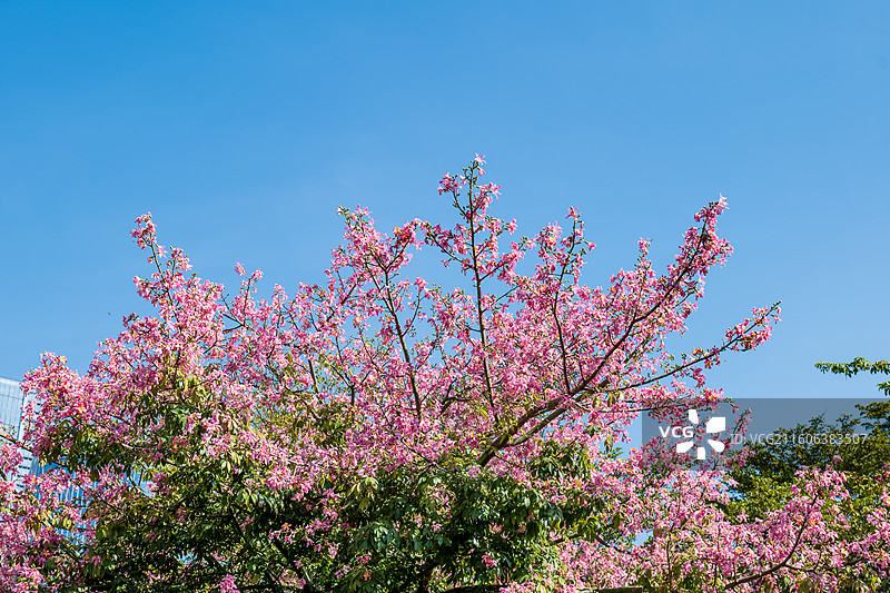 蓝色天空下粉红色樱花的低角度视图图片素材