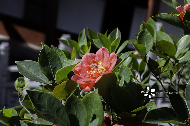 红色的茶花，中国传统十大名花之一，世界名花之一图片素材