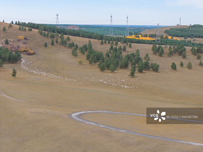 航拍下草原上的羊群，呼和诺尔湖景区，内蒙古呼伦贝尔图片素材