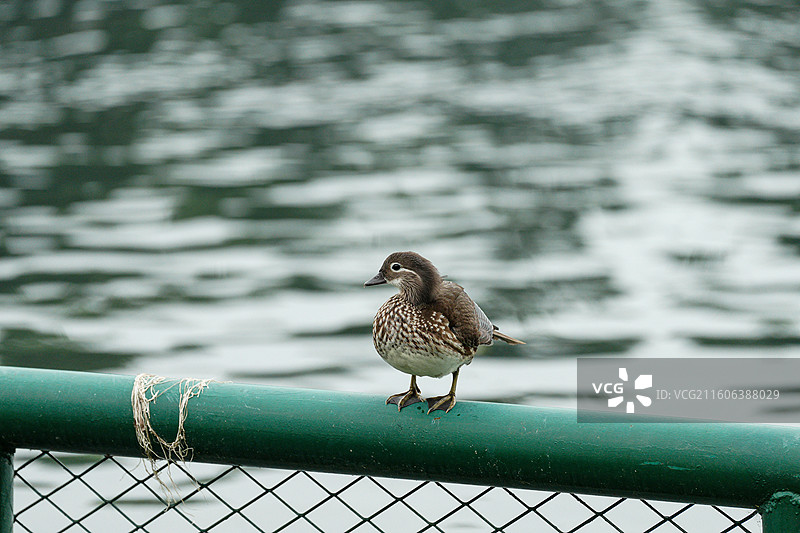 北京什刹海栏杆上的小鸭子图片素材