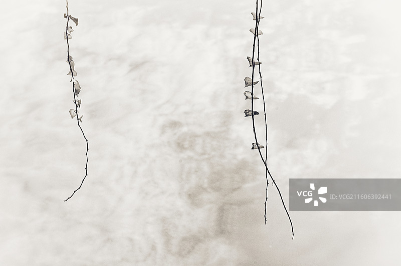 枯叶垂丝：冬之序曲|Dried Leaves Hanging图片素材